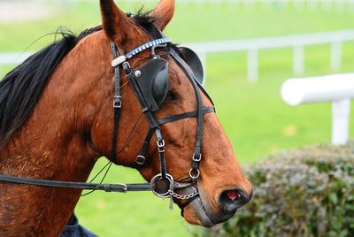 Technology acts as horse blinders